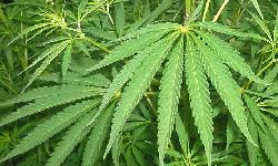 Cannabis_leaves